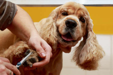 Grooming hair of a dog Cocker Spanielの写真素材