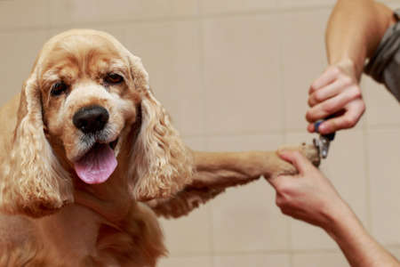 Grooming hair of a dog Cocker Spanielの写真素材
