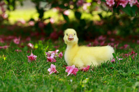 The little yellow duckling on green grassの写真素材