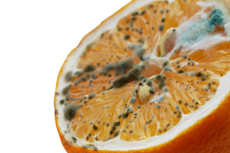 the green mold on a rotting lemonの写真素材