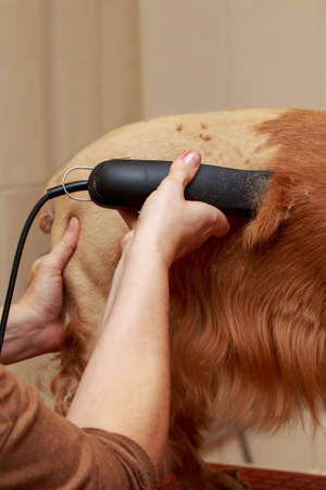 Grooming hair of a dog Cocker Spanielの写真素材