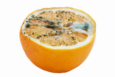 the green mold on a rotting lemonの写真素材