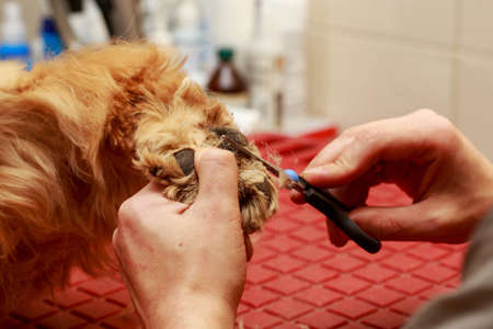 Grooming hair of a dog Cocker Spanielの写真素材