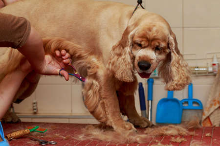 Grooming hair of a dog Cocker Spanielの写真素材
