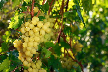 bunch of ripe grapes hanging on the bush