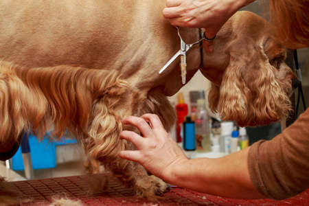 Grooming hair of a dog Cocker Spanielの写真素材