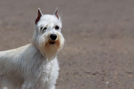 the dog breed West Highland White Terrier