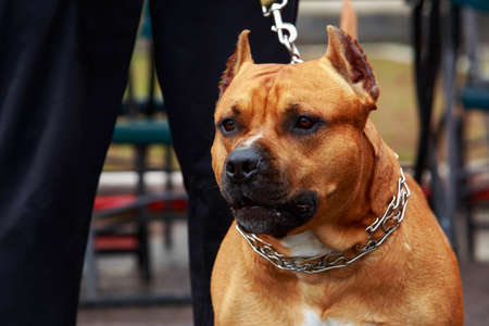 Dog of the breed Staffordshire Bull Terrier