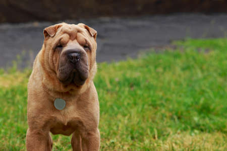 Shar Pei dog on the green grassの写真素材