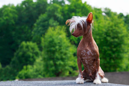 Dog breed Chinese Crested sitting in the open airの写真素材