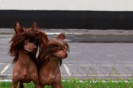 Two dogs of the breed Chinese Crested on green grass