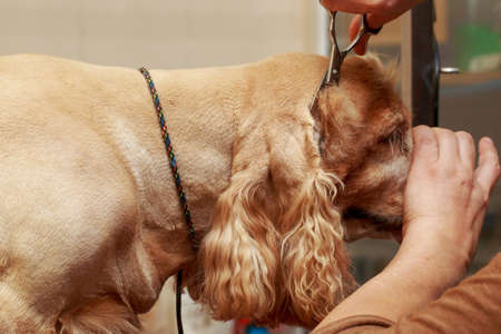 Grooming hair of a dog Cocker Spanielの写真素材