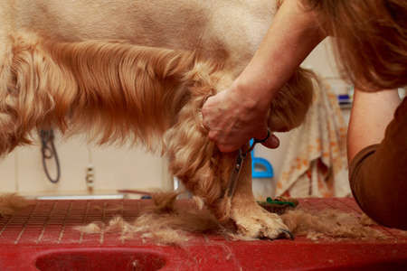 Grooming hair of a dog Cocker Spanielの写真素材