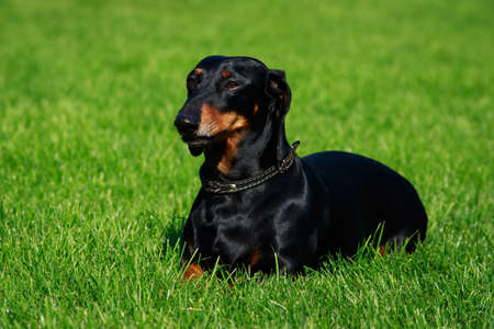 The dog breed dachshund is lying on green grassの写真素材