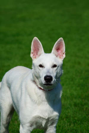 White swiss shepherd dog stand on green grass