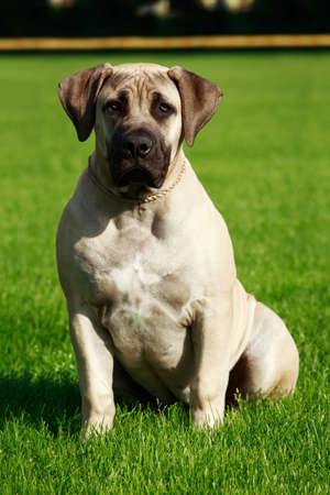 Breed dog English Mastiff on a green grassの写真素材