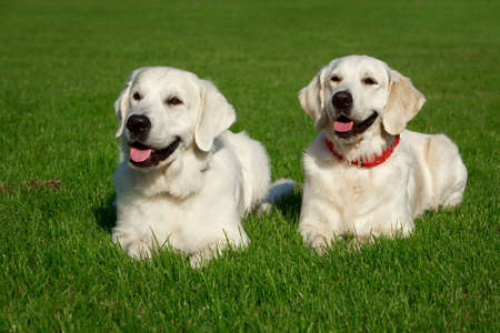Dog breed Golden retrieverの写真素材