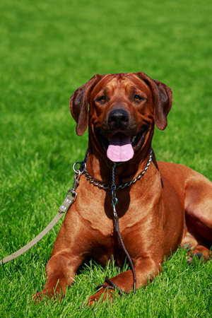 Dog breed Rhodesian Ridgeback is lying on a green grass