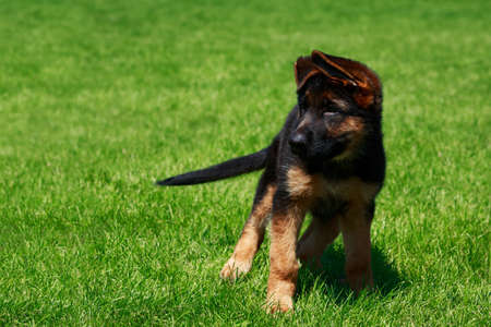 Little puppy of the breed German Shepherd on green grassの写真素材