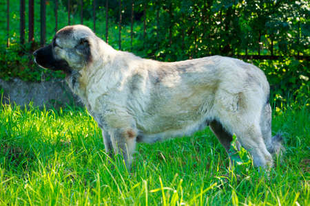 Dog breed Alabai is standing on the green grassの写真素材