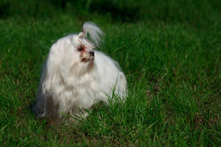 Cute maltese dog is standing in green grass