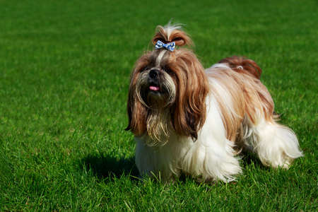 Dog breed Shih Tzu is standing on green grassの写真素材