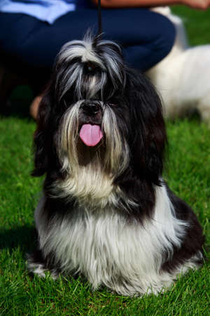 Dog breed Shih Tzu is sitting on green grass