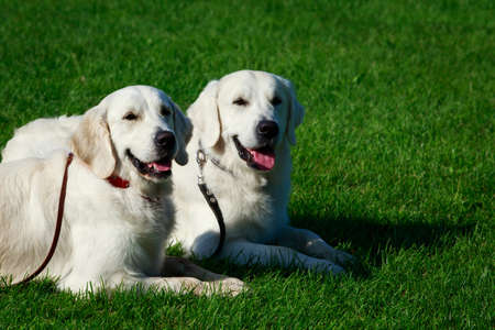 Two Golden retriever dog on a green grassの写真素材