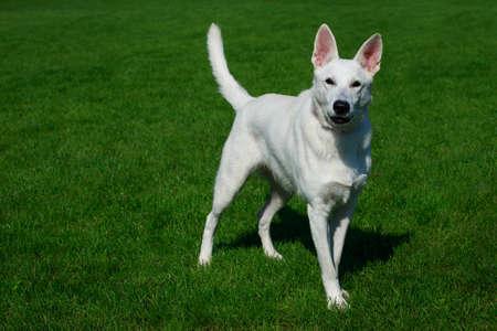 White swiss shepherd dog stand on green grass