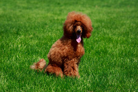 The dog breed small miniature Poodle sitting on green grassの写真素材