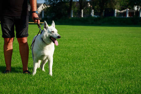 White swiss shepherd dog stand on green grassの写真素材