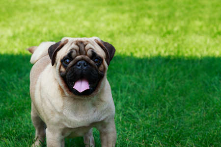 Dog breed Pug on the green grassの写真素材