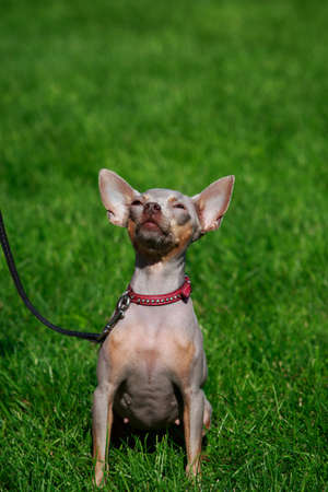 Dog breed American Hairless Terrier on green grassの写真素材