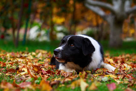 The dog breed Border Collie lies on green grass and yellow leavesの写真素材