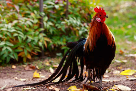 The big colorful rooster on a green grassの写真素材
