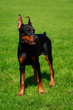 Young puppy dog breed Doberman Pinscher stands on the background of green grassの写真素材