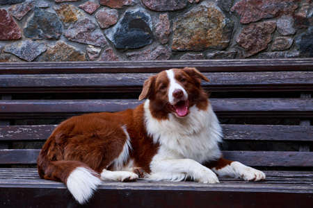 Dog Border Collie lying on the benchの写真素材