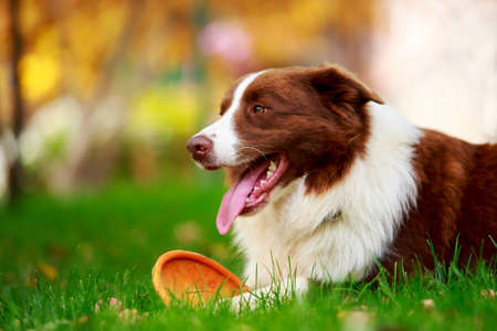 Dog breed Border Collie is lying down on green grassの写真素材