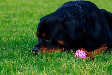 Dog breed Rottweiler in park on green grassの写真素材