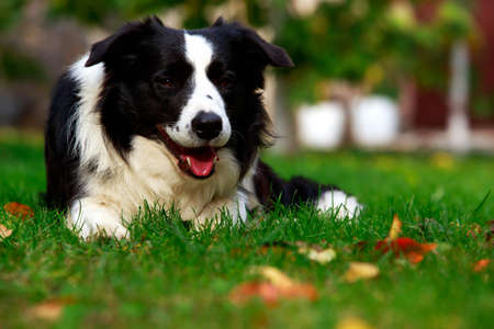 Dog breed Border Collie is lying down on green grassの写真素材