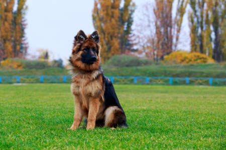 Dog breed German Shepherd is sitting on a green grassの写真素材