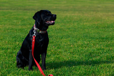 The dog breed Labrador sits on a green grass