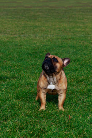 Dog breed French Bulldog is stand on green grassの写真素材