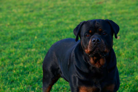 Dog breed Rottweiler in park on green grassの写真素材