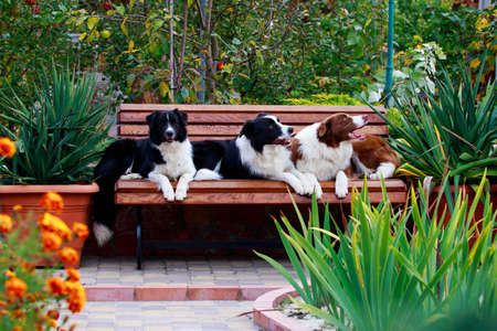 Three dogs of breed Border Collie on the bench in a gardenの写真素材