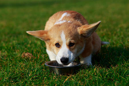 Little young puppy breed Welsh Corgi Pembroke sitting on the green grass and eats