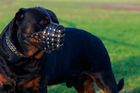 Dog breed Rottweiler close up in muzzledの写真素材
