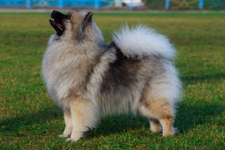 Dog breed keeshond standing on green grassの写真素材