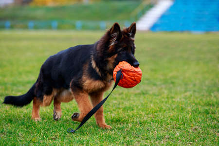 Little puppy of breed German shepherd runs with the ball on grassの写真素材
