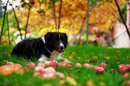 Dog breed Border Collie is lying down on green grassの写真素材